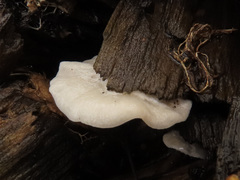 Clitopilus hobsonii