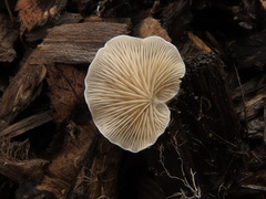 Clitopilus hobsonii