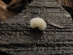 Clitopilus hobsonii