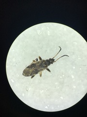 Ligyrocoris diffusus