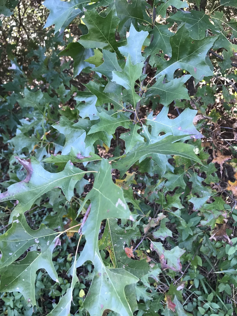 pin oak from W Airport Rd, Stillwater, OK, US on October 16, 2019 at 04 ...