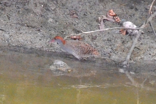 Slaty-breasted Rail (Lewinia striata), photo 6