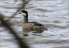 Green Pygmy-Goose photo 5