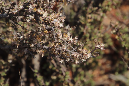 Thorn True-Eye (Euryops asparagoides)