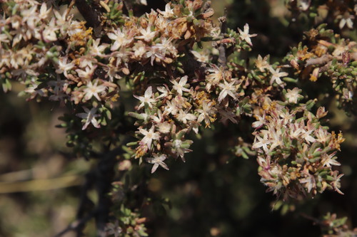 Image of Euryops asparagoides by (c) Tony Rebelo, some rights reserved (CC BY-SA)