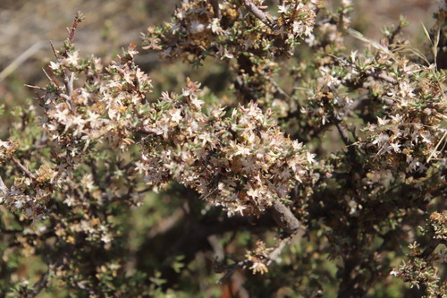 Image of Euryops asparagoides by (c) Tony Rebelo, some rights reserved (CC BY-SA)