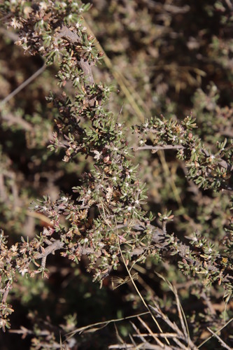 Image of Euryops asparagoides by (c) Tony Rebelo, some rights reserved (CC BY-SA)