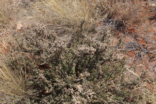 Image of Euryops asparagoides by (c) Tony Rebelo, some rights reserved (CC BY-SA)