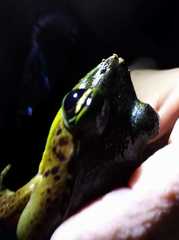 Lithobates vaillanti