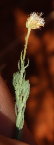 Image of Nolletia ciliaris by (c) Tony Rebelo, some rights reserved (CC BY-SA)