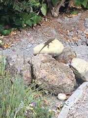 Sceloporus occidentalis