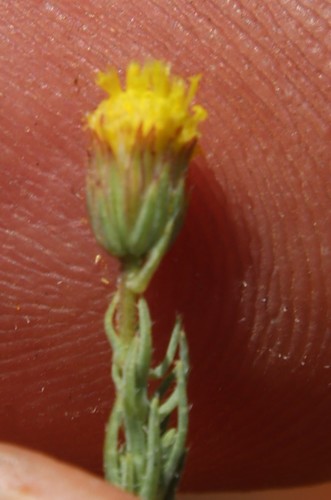 Skraal Beesbossie (Nolletia ciliaris)