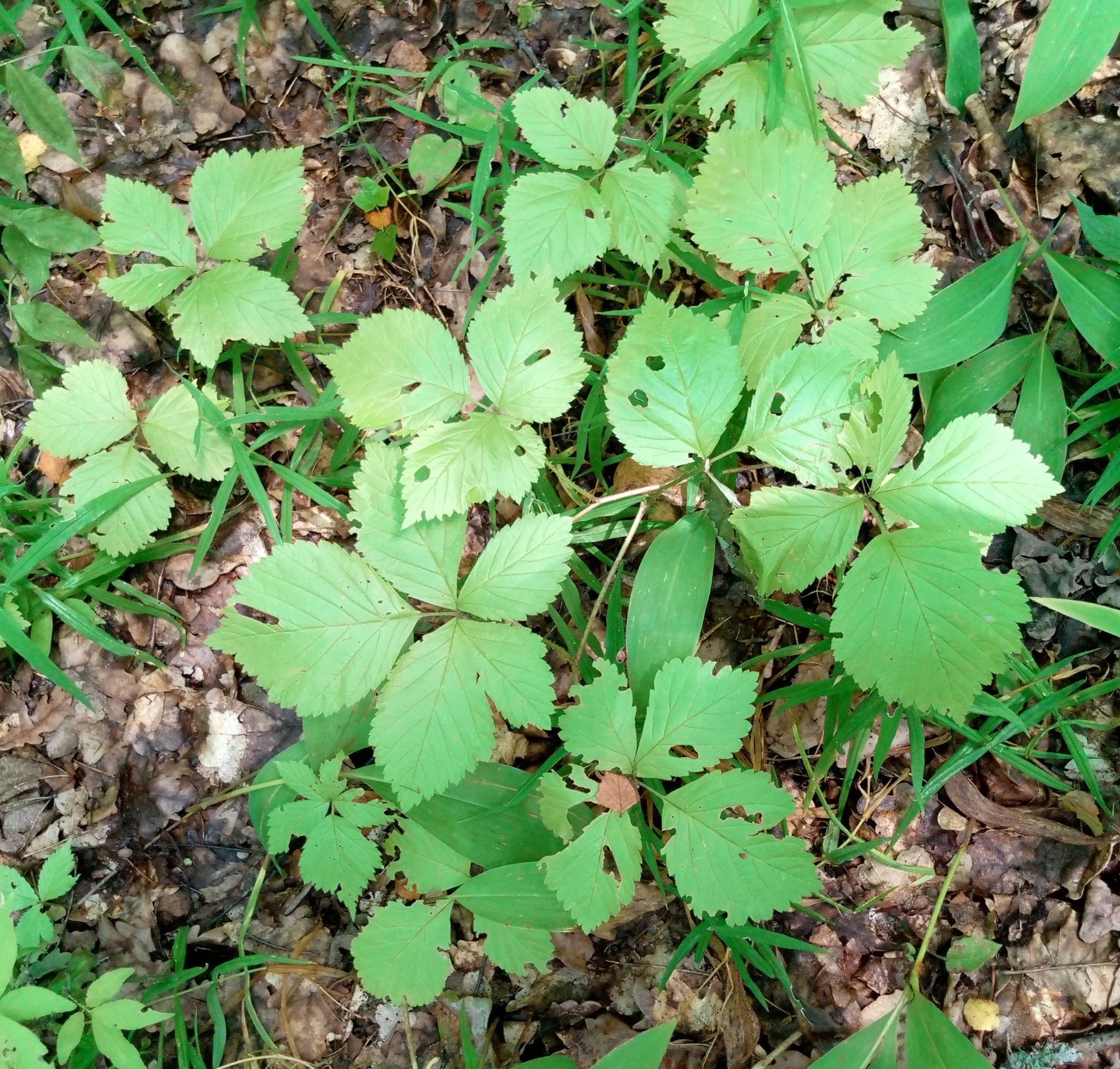 ostružiník skalní (Rubus saxatilis): původ a využití — fotografie 3