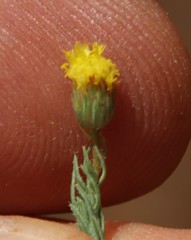 Nolletia ciliaris