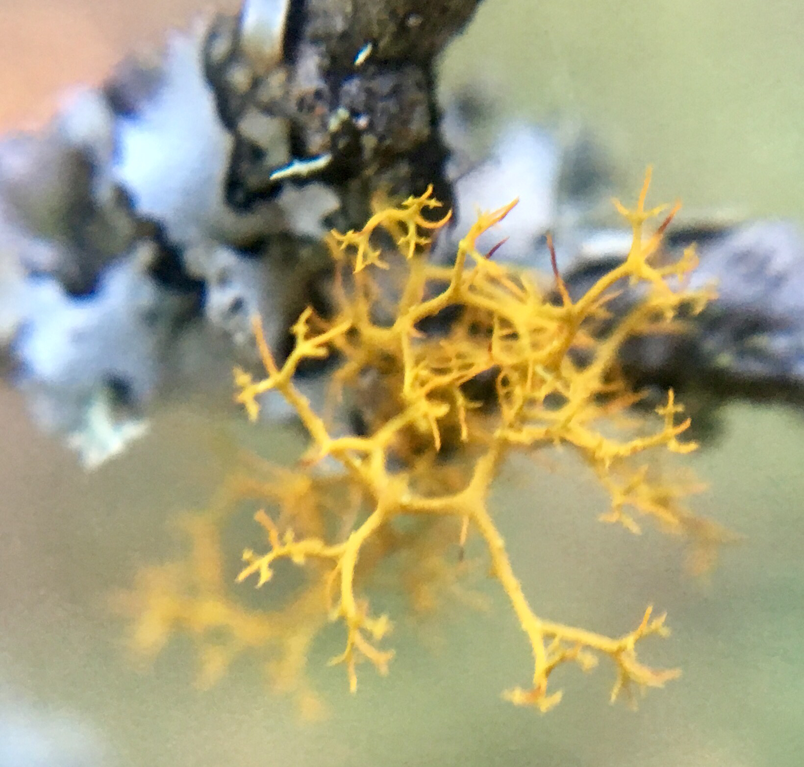Teloschistes flavicans image