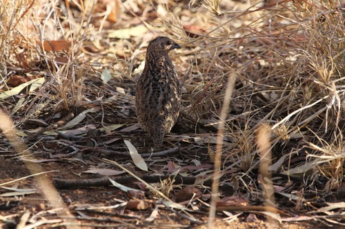 Synoicus ypsilophorus