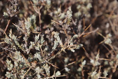 Amphiglossa triflora