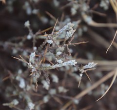 Amphiglossa triflora