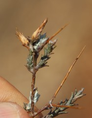 Amphiglossa triflora