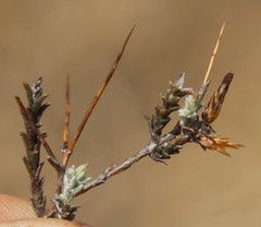 Amphiglossa triflora