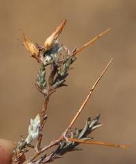 Amphiglossa triflora
