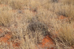 Amphiglossa triflora