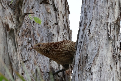 Pheasant Coucal