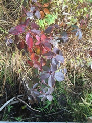 Rubus canadensis