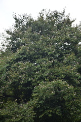 Bauhinia picta