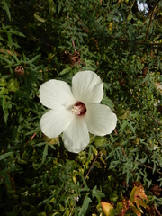 Hibiscus dasycalyx