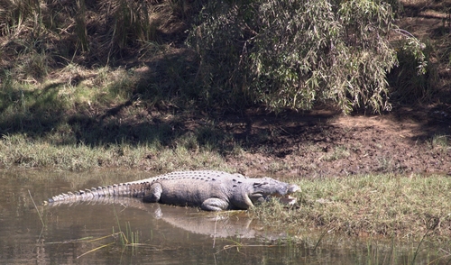 Saltwater Crocodile