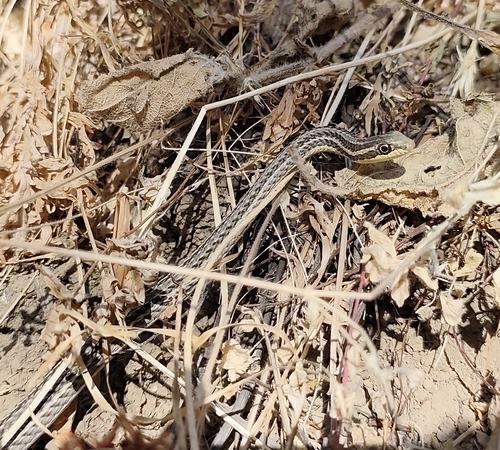 Steppe Ribbon Racer