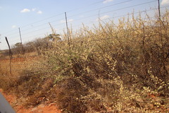 Vachellia hebeclada hebeclada