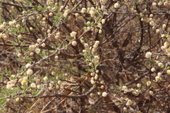 Vachellia hebeclada hebeclada