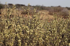 Vachellia hebeclada hebeclada