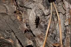Dromius fenestratus
