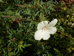 Hibiscus dasycalyx