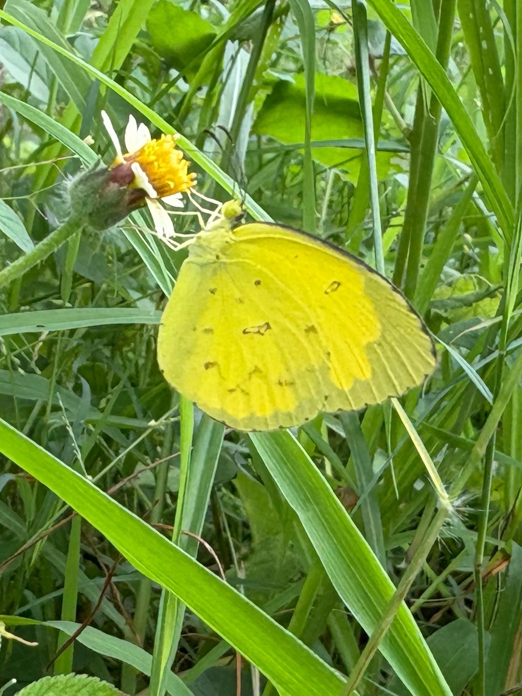 Common Grass Yellow