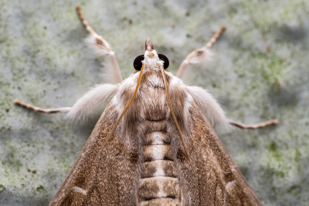 Cirrhochrista spissalis