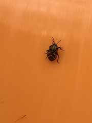 Murgantia histrionica