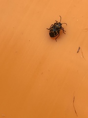 Murgantia histrionica