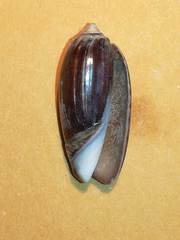 Oliva oliva