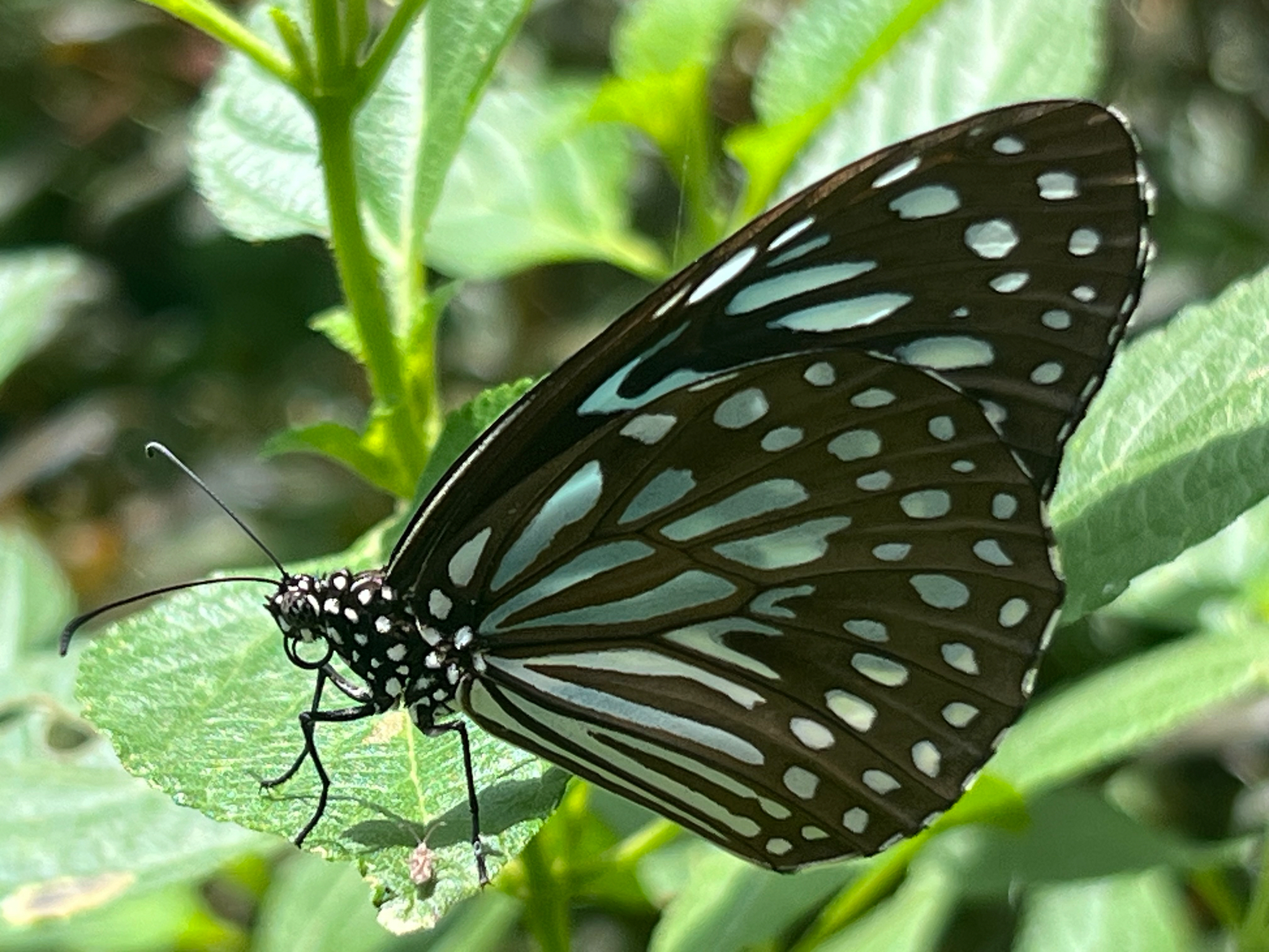 Dark Blue Tiger
