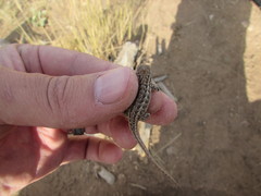 Sceloporus graciosus graciosus