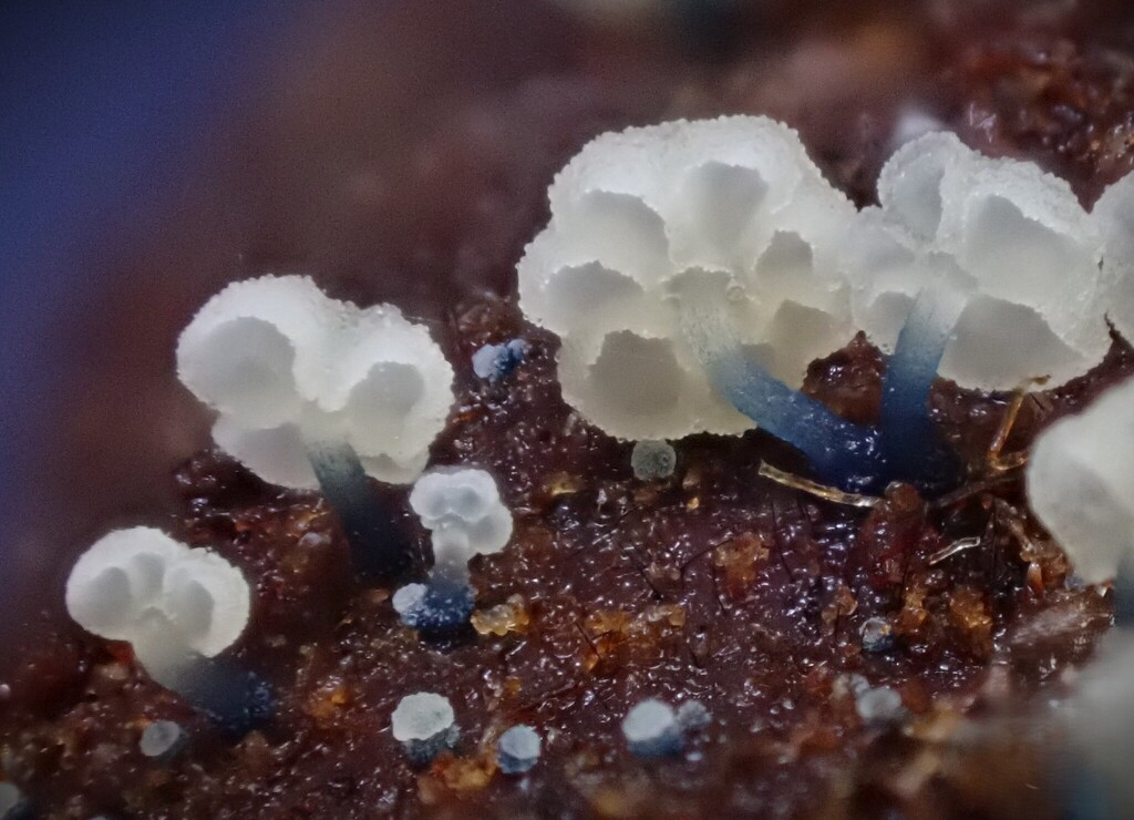 Mycena lazulina · July 2025 · photo: © beau_meister (iNaturalist, cc-by)
