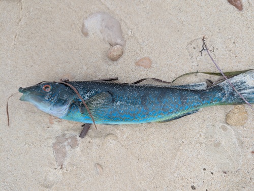 Blauwe zeegrasvis (Haletta semifasciata) — Odacidae — 3