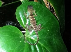 Enyalioides heterolepis