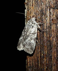 Sympistis chionanthi