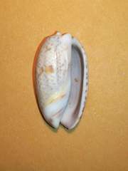 Oliva bulbosa