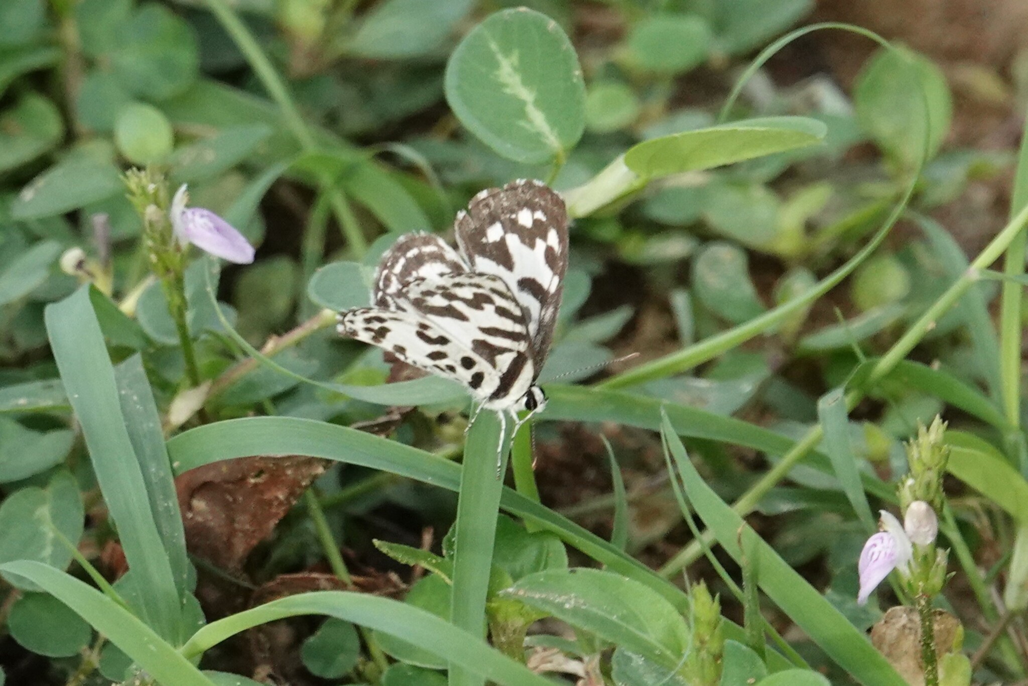 Common Pierrot